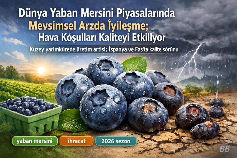 Dünya Yaban Mersini Piyasalarında Mevsimsel Arzda İyileşme; Hava Koşulları Kaliteyi Etkiliyor görseli