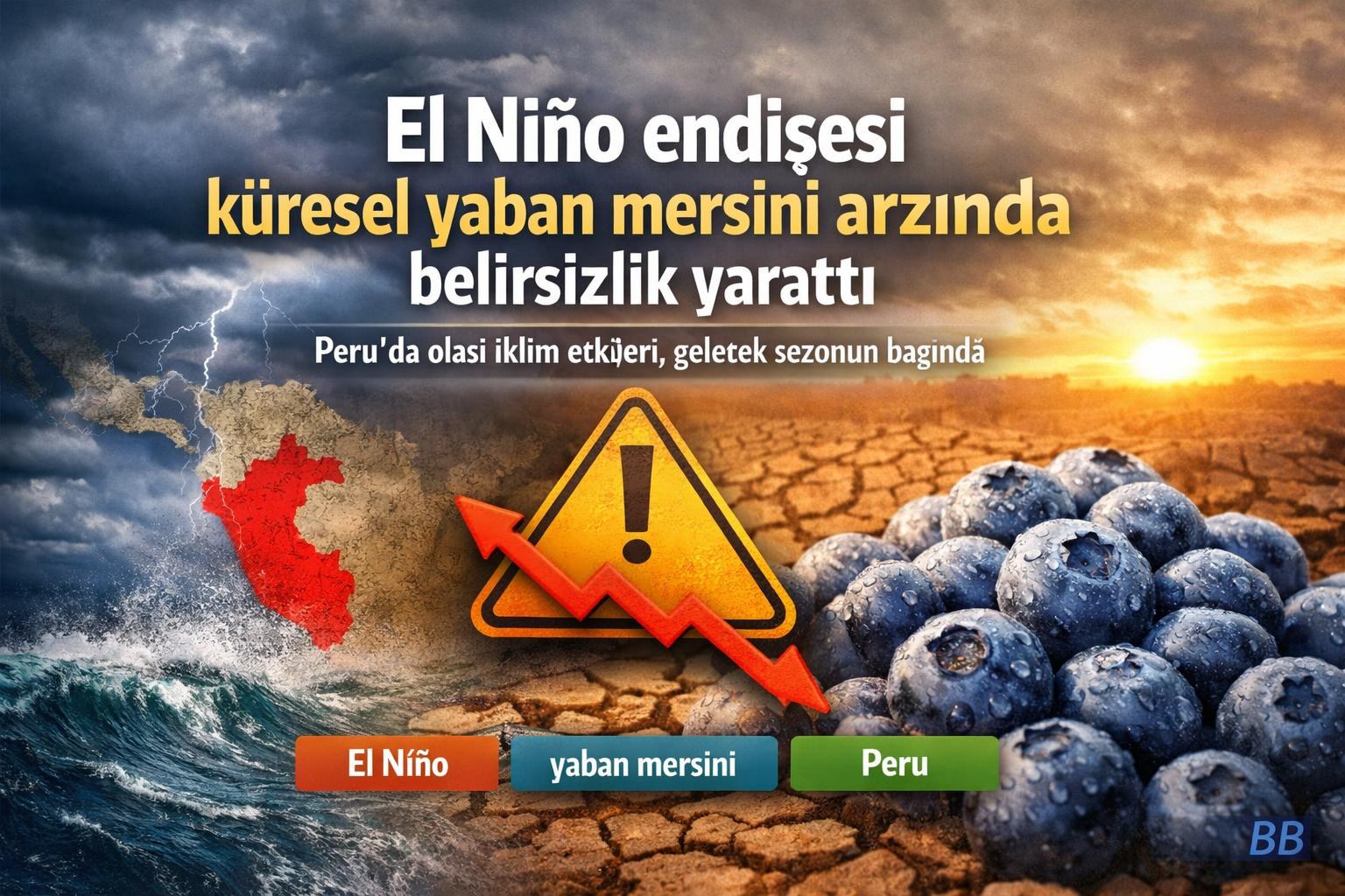 El Niño endişesi küresel yaban mersini arzında belirsizlik yarattı gorseli