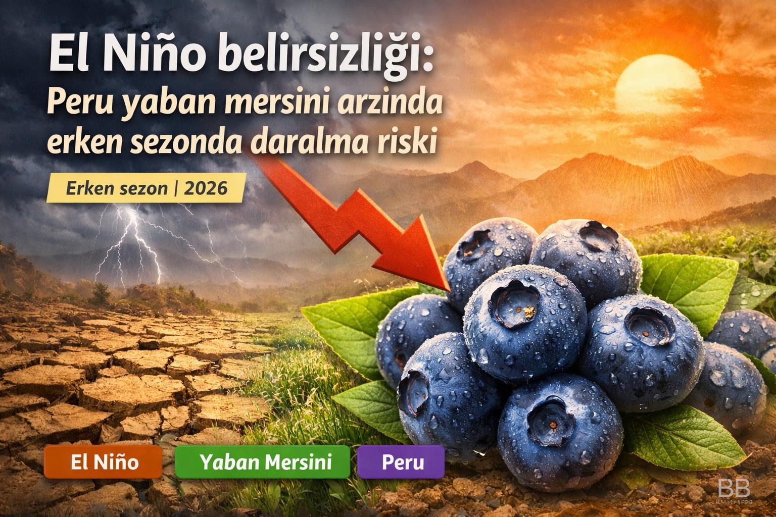 El Niño belirsizliği: Peru yaban mersini arzında erken sezonda daralma riski gorseli
