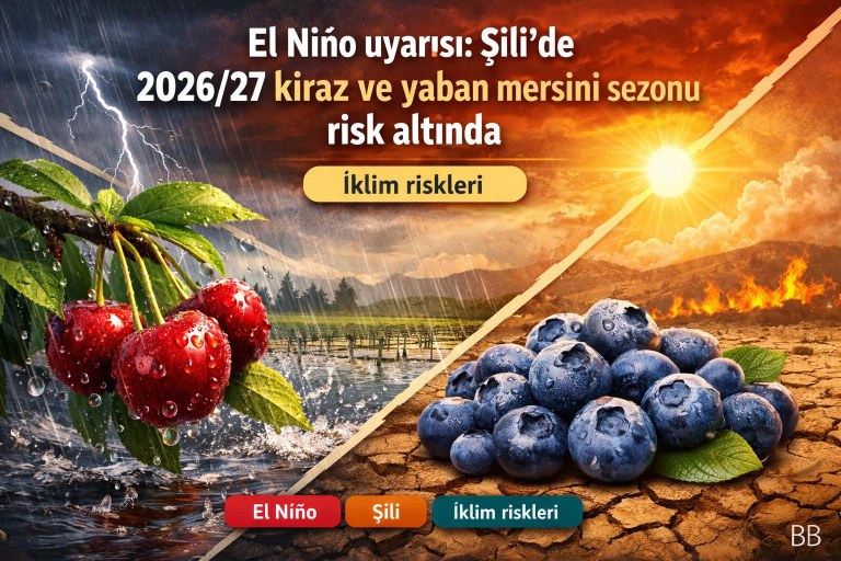 El Niño uyarısı: Şili'de 2026/27 kiraz ve yaban mersini sezonu risk altında görseli