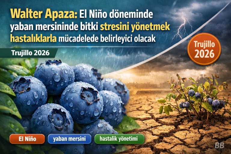 Walter Apaza: El Niño döneminde yaban mersininde bitki stresini yönetmek hastalıklarla mücadelede belirleyici olacak görseli