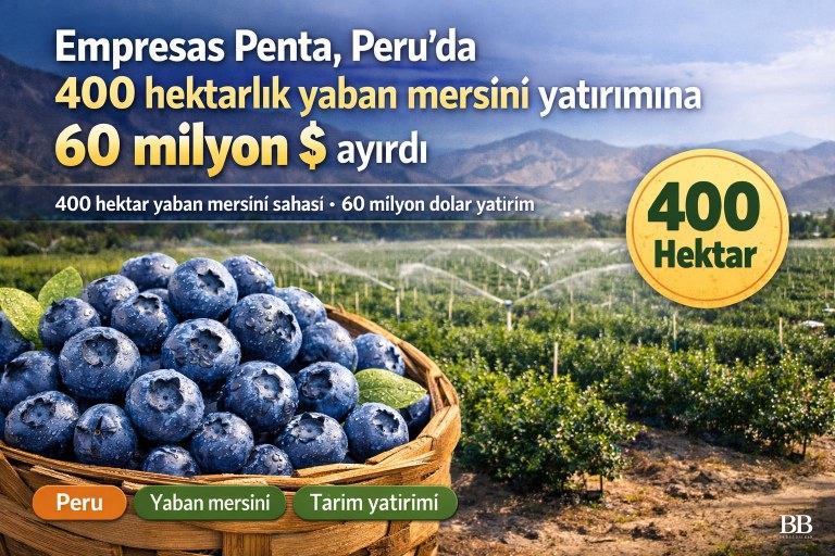 Empresas Penta, Peru'da 400 hektarlık yaban mersini yatırımına 60 milyon $ ayırdı görseli