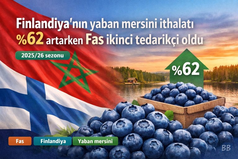 Fas, 2025/26'da Finlandiya menşeli yaban mersini pazarında ikinci sıraya çıktı görseli