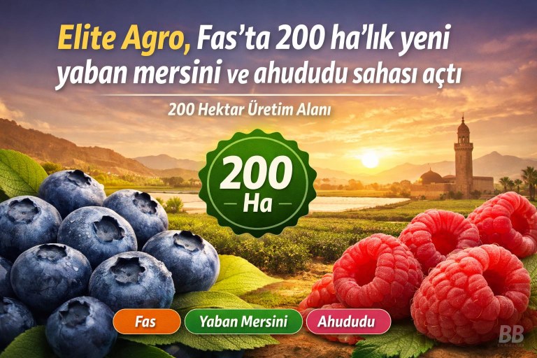Elite Agro, Fas’ta 200 ha’lık yeni yaban mersini ve ahududu sahası açtı görseli