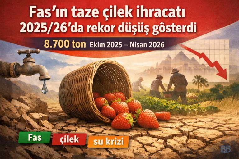 Fas'ın taze çilek ihracatı 2025/26'da rekor düşüş gösterdi görseli