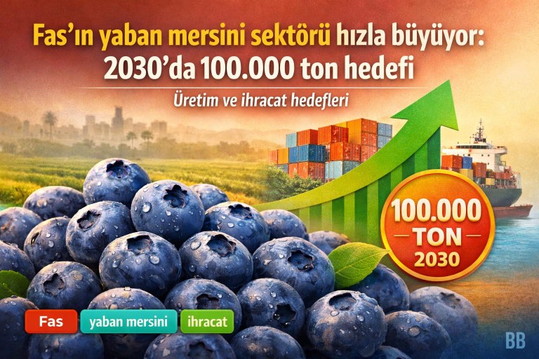 Fas'ın yaban mersini sektörü hızla büyüyor: 2030'da 100.000 ton hedefi görseli