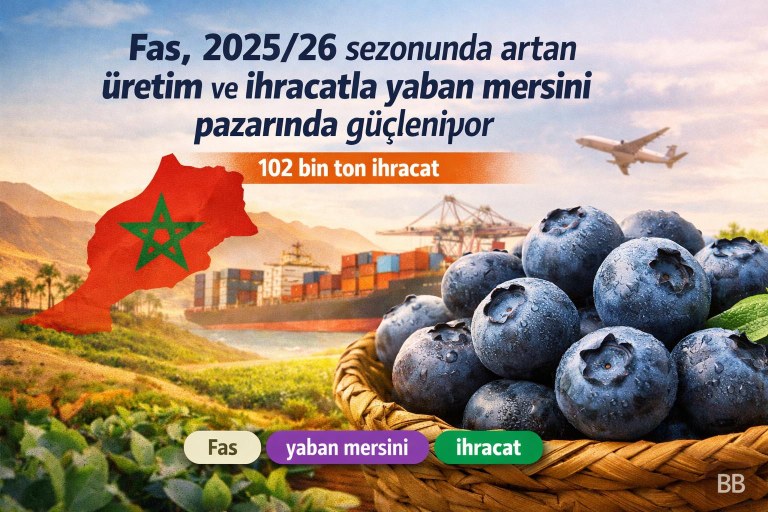 Fas, 2025/26 sezonunda artan üretim ve ihracatla yaban mersini pazarında güçleniyor görseli