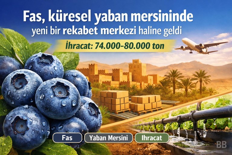 Fas, küresel yaban mersininde yeni bir rekabet merkezi haline geldi görseli