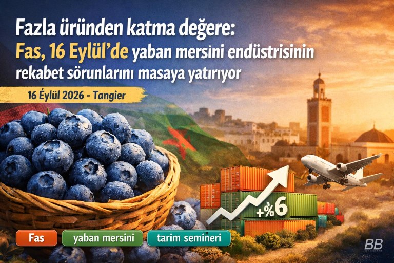 Fazla üründen katma değere: Fas, 16 Eylül'de yaban mersini endüstrisinin rekabet sorunlarını masaya yatırıyor görseli