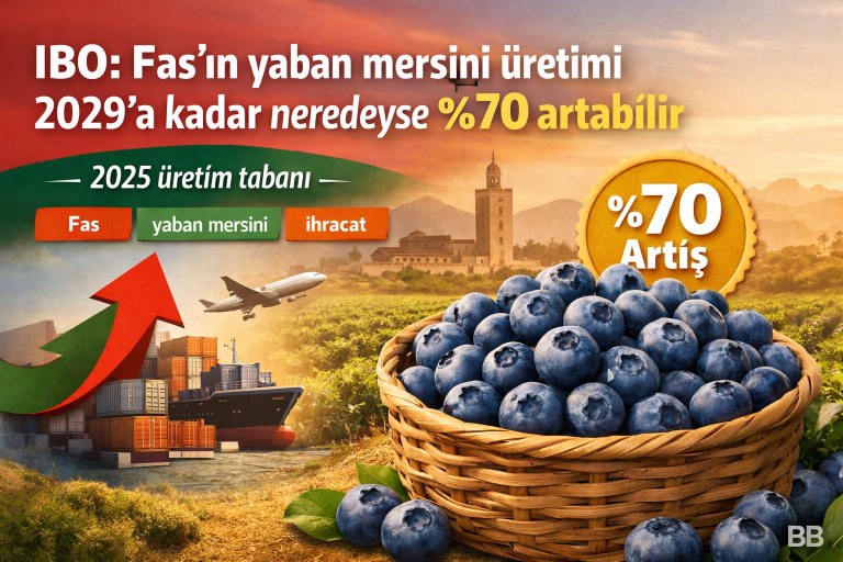 IBO: Fas'ın yaban mersini üretimi 2029'a kadar neredeyse %70 artabilir görseli