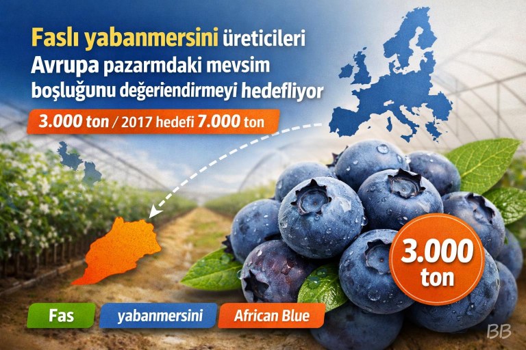 Faslı yabanmersini üreticileri Avrupa pazarındaki mevsim boşluğunu değerlendirmeyi hedefliyor görseli
