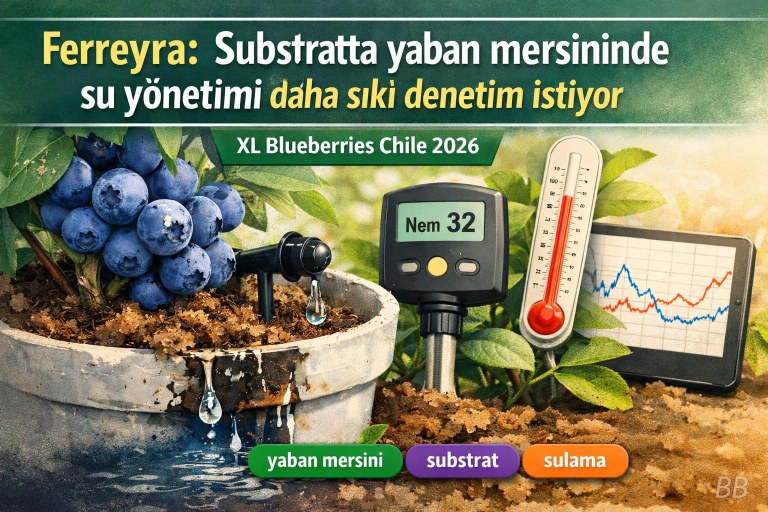 Ferreyra: Substratta yaban mersininde su yönetimi daha sıkı denetim istiyor görseli