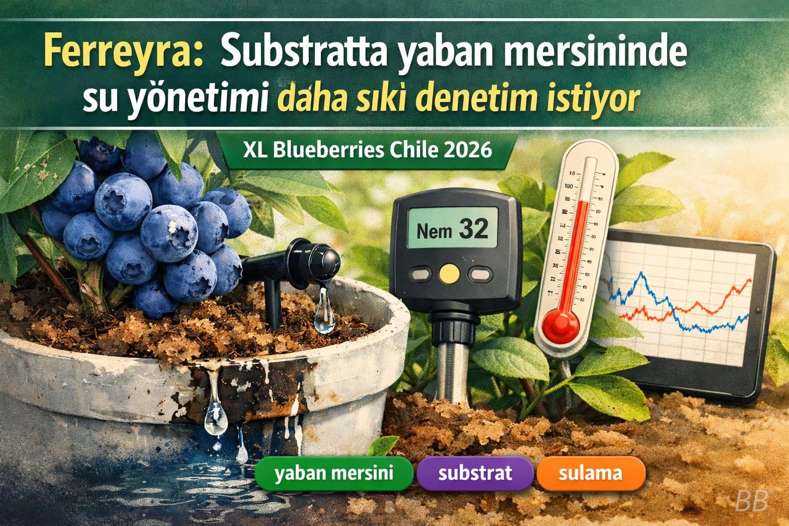 Ferreyra: Substratta yaban mersininde su yönetimi daha sıkı denetim istiyor görseli