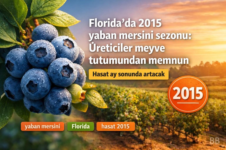 Florida'da 2015 yaban mersini sezonu: Üreticiler meyve tutumundan memnun görseli