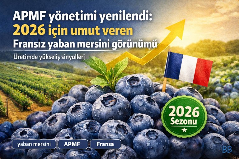 APMF yönetimi yenilendi: 2026 için umut veren Fransız yaban mersini görünümü görseli
