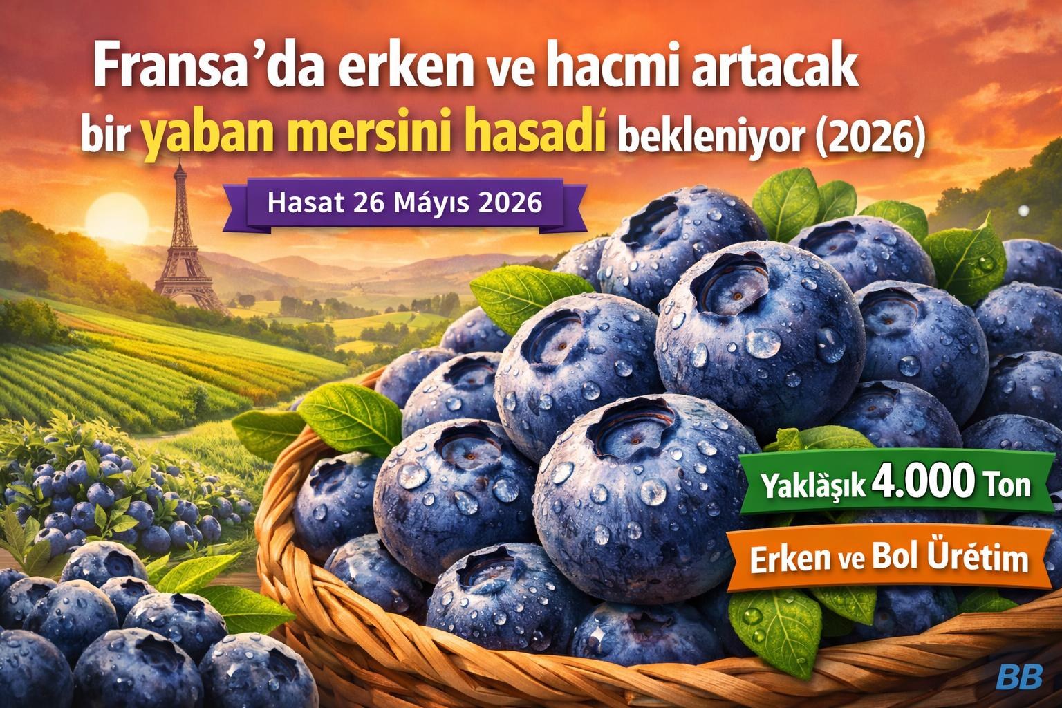 Fransa'da erken ve hacmi artacak bir yaban mersini hasadı bekleniyor (2026) görseli