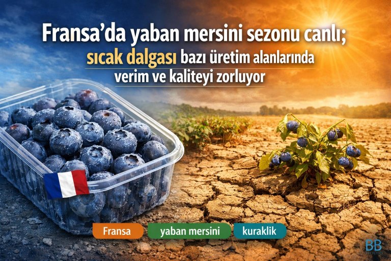 Fransa'da yaban mersini sezonu canlı; sıcak dalgası bazı üretim alanlarında verim ve kaliteyi zorluyor görseli