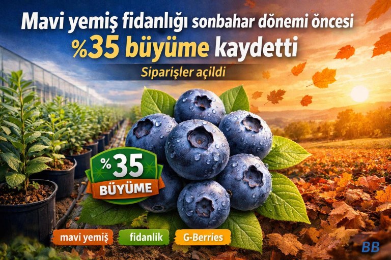 Mavi yemiş fidanlığı sonbahar dönemi öncesi %35 büyüme kaydetti; siparişler açıldı görseli