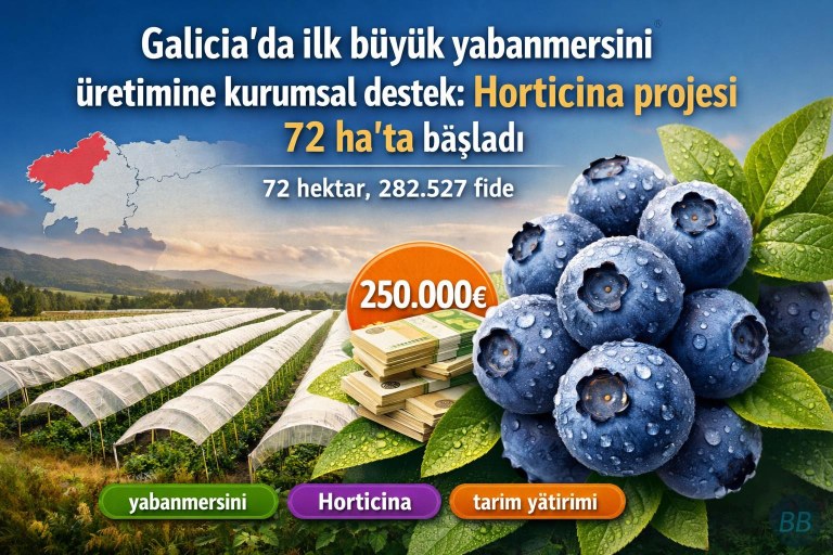 Galicia’da ilk büyük yabanmersini üretimine kurumsal destek: Horticina projesi 72 ha’ta başladı görseli