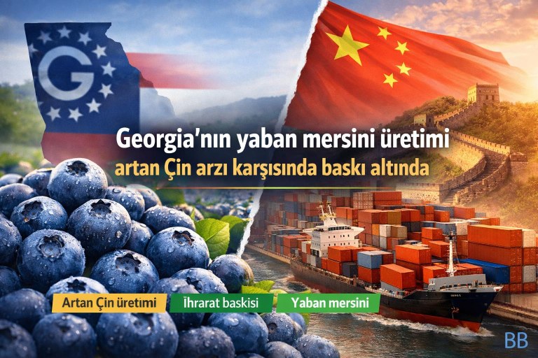 Georgia'nın yaban mersini üretimi artan Çin arzı karşısında baskı altında görseli