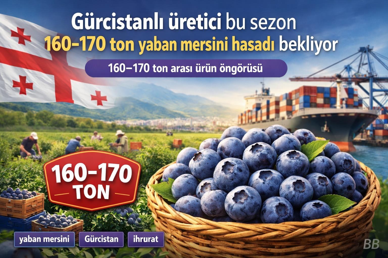 Gürcistanlı üretici bu sezon 160–170 ton yaban mersini hasadı bekliyor gorseli