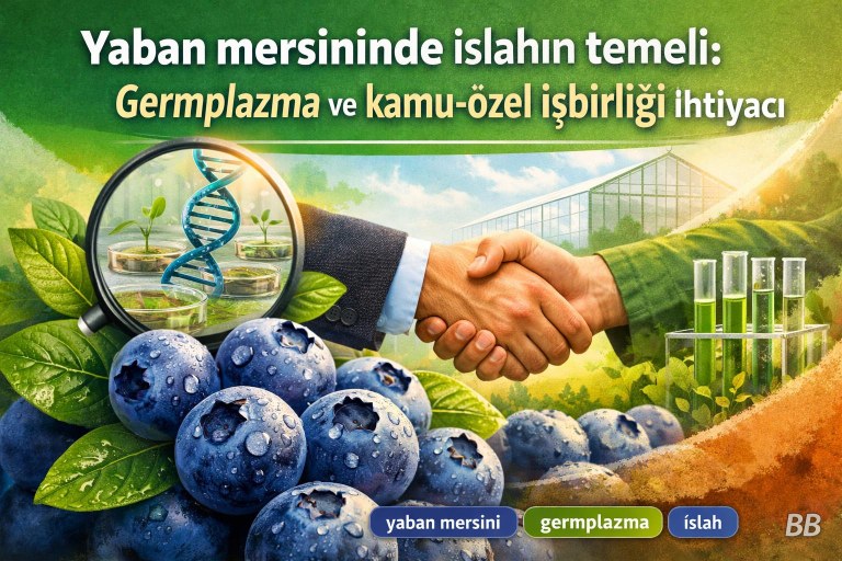 Yaban mersininde ıslahın temeli: Germplazma ve kamu-özel işbirliği ihtiyacı görseli