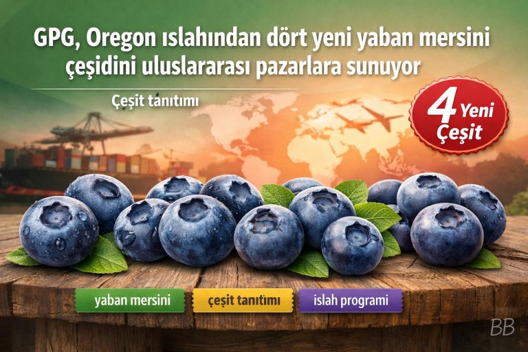 GPG, Oregon ıslahından dört yeni yaban mersini çeşidini uluslararası pazarlara sunuyor görseli