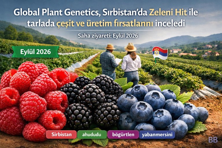 Global Plant Genetics, Sırbistan'da Zeleni Hit ile tarlada çeşit ve üretim fırsatlarını inceledi görseli