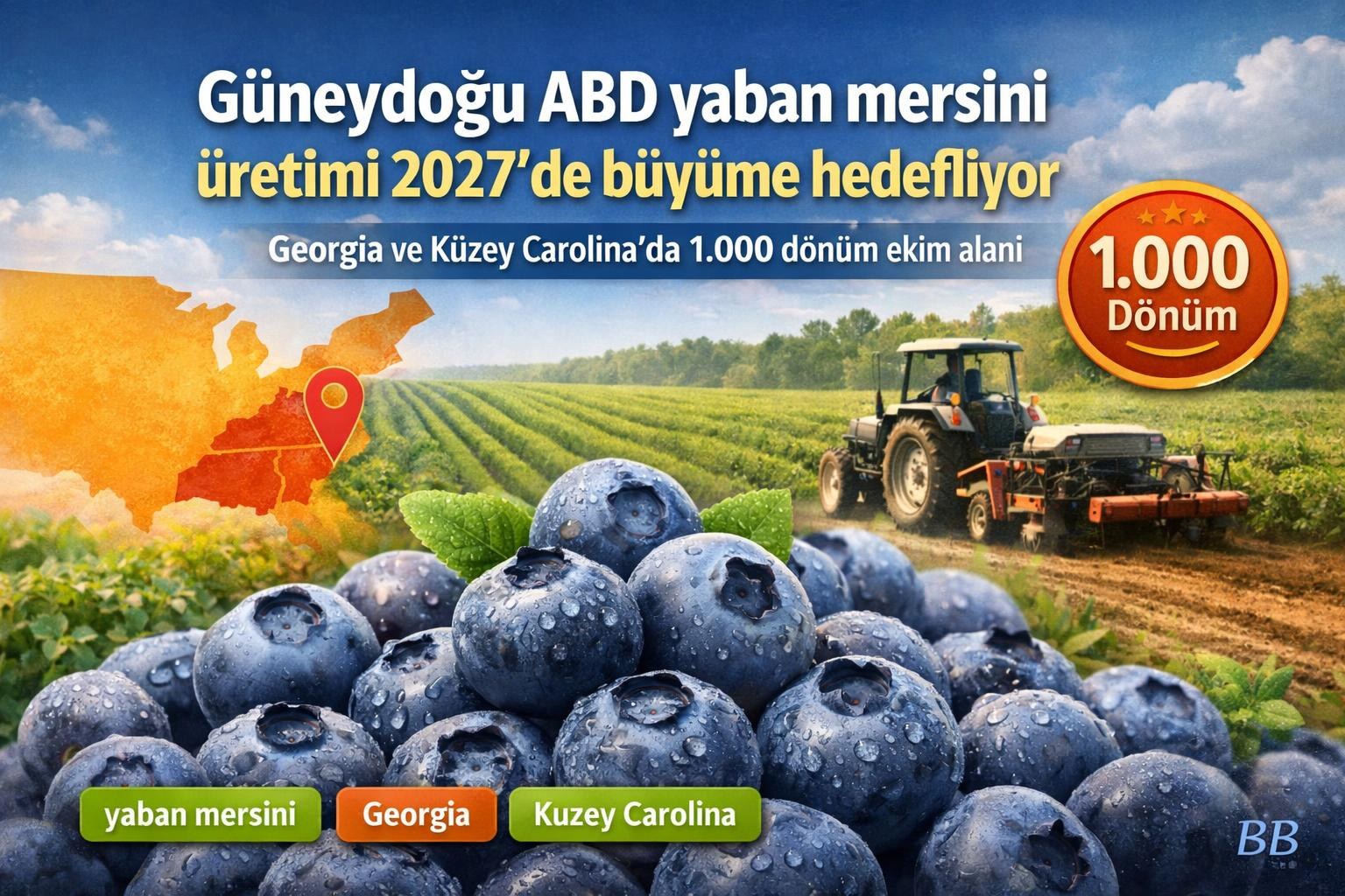 Güneydoğu ABD yaban mersini üretimi 2027'de büyüme hedefliyor görseli