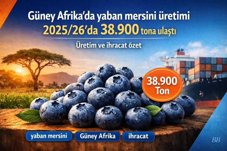 Güney Afrika'da yaban mersini üretimi 2025/26'da 38.900 tona ulaştı görseli