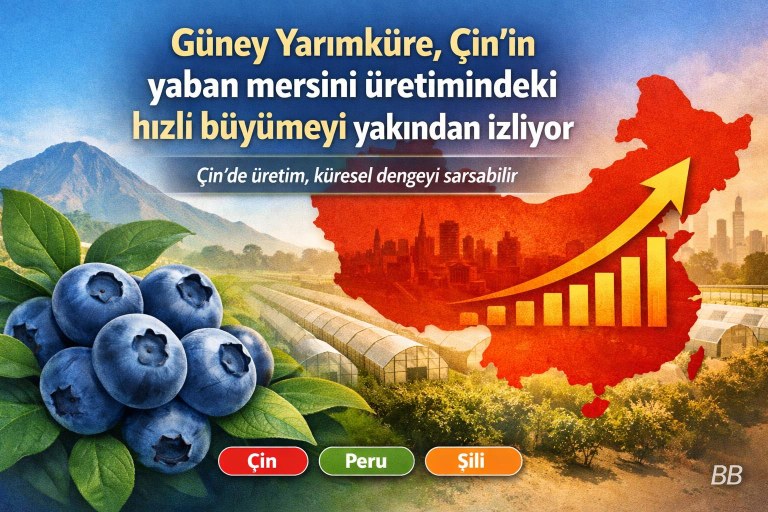 Güney Yarımküre, Çin’in yaban mersini üretimindeki hızlı büyümeyi yakından izliyor görseli
