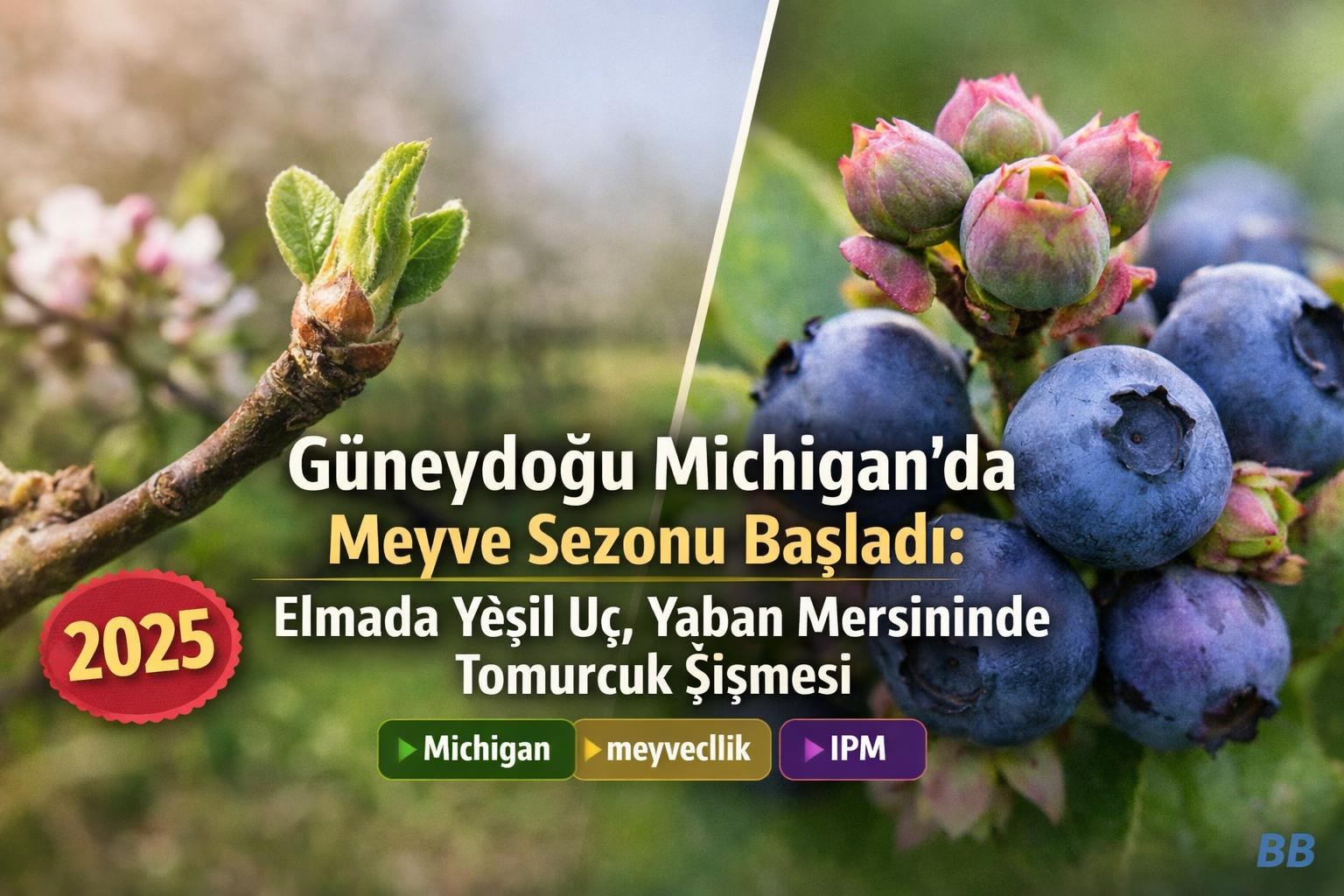 Güneydoğu Michigan’da Meyve Sezonu Başladı: Elmada Yeşil Uç, Yaban Mersininde Tomurcuk Şişmesi görseli