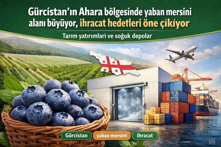 Gürcistan'ın Ahara bölgesinde yaban mersini alanı büyüyor, ihracat hedefleri öne çıkıyor görseli