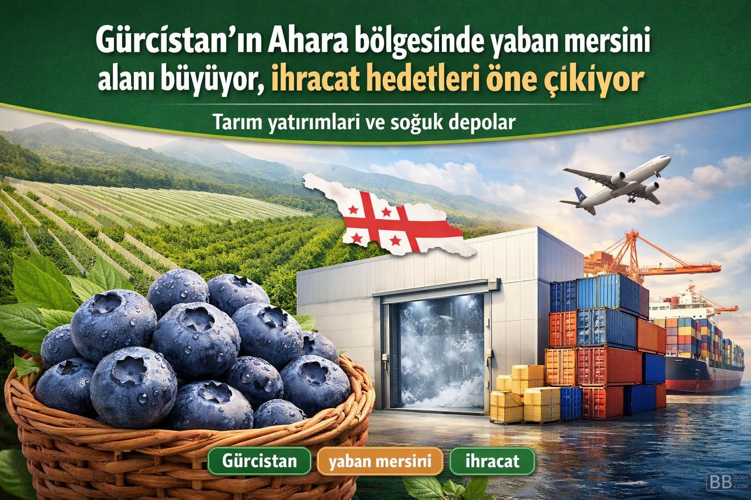 Gürcistan'ın Ahara bölgesinde yaban mersini alanı büyüyor, ihracat hedefleri öne çıkıyor görseli