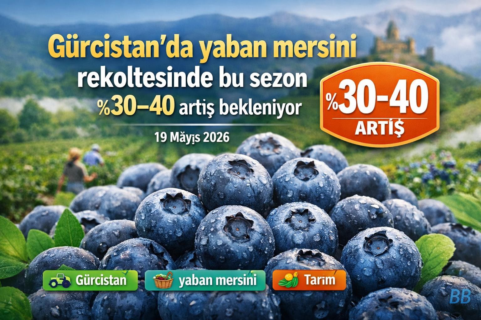 Gürcistan'da yaban mersini rekoltesinde bu sezon %30–40 artış bekleniyor gorseli