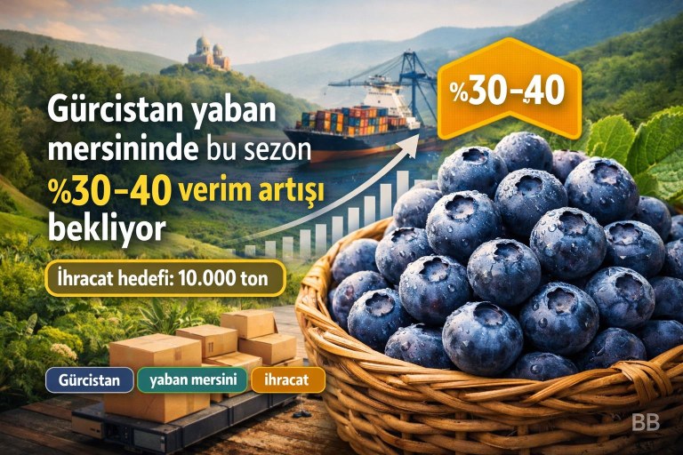 Gürcistan yaban mersininde bu sezon %30–40 verim artışı bekliyor görseli