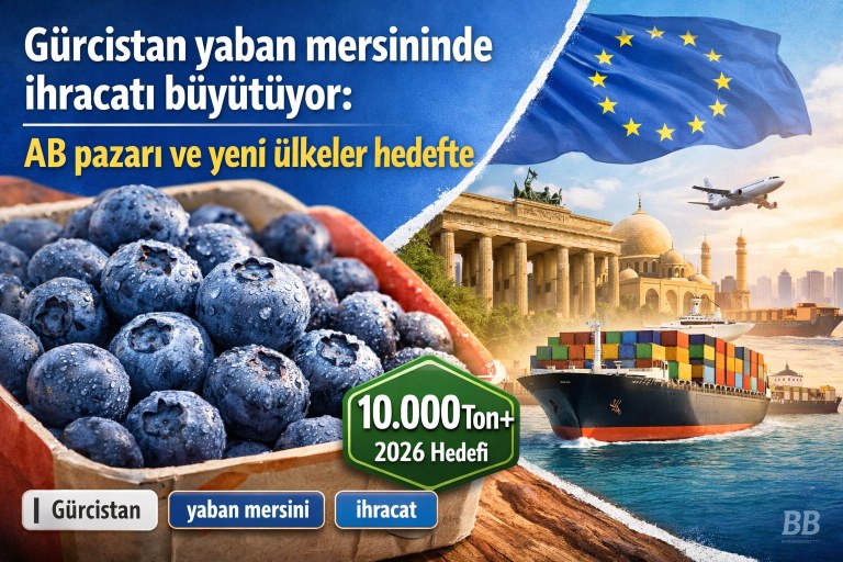 Gürcistan yaban mersininde ihracatı büyütüyor: AB pazarı ve yeni ülkeler hedefte görseli