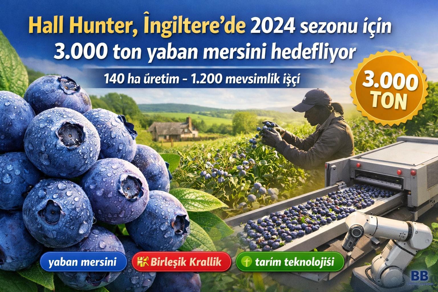 Hall Hunter, İngiltere’de 2024 sezonu için 3.000 ton yaban mersini hedefliyor görseli