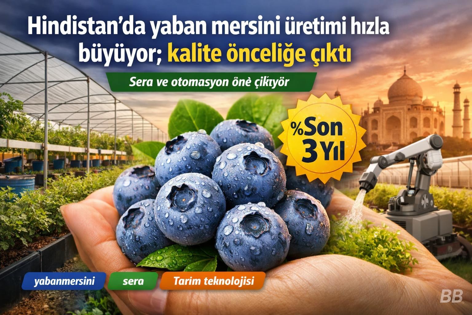 Hindistan'da yaban mersini üretimi hızla büyüyor; kalite önceliğe çıktı görseli