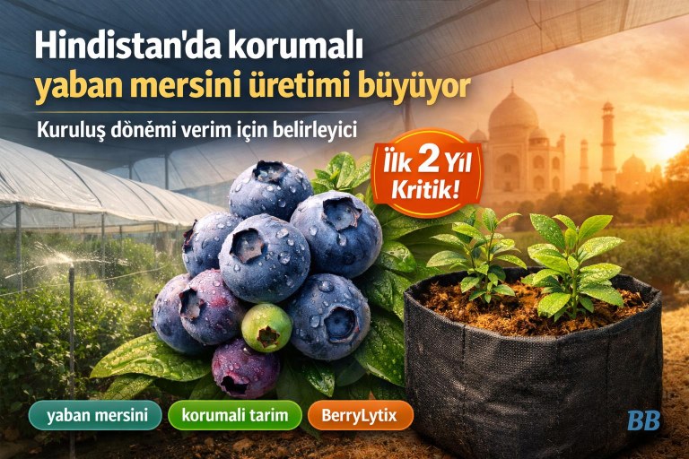 Hindistan'da korumalı yaban mersini üretimi büyüyor; kuruluş dönemi verim için belirleyici görseli