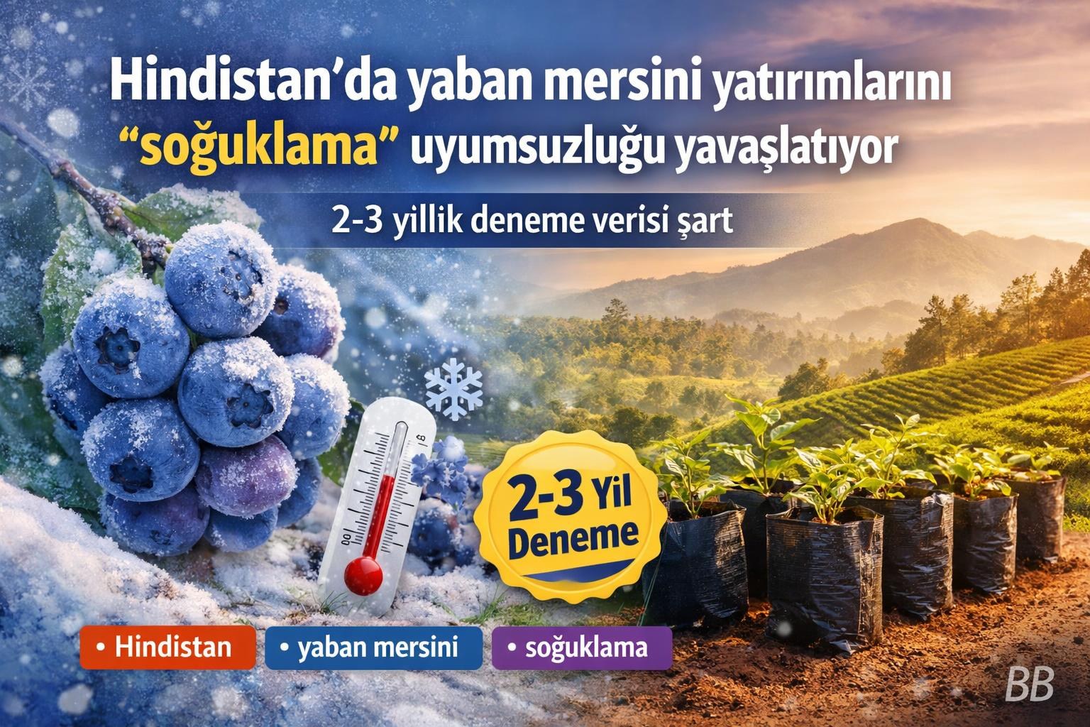 Hindistan’da yaban mersini yatırımlarını “soğuklama” uyumsuzluğu yavaşlatıyor gorseli