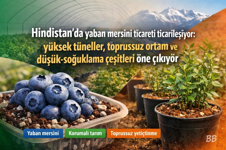 Hindistan'da yaban mersini ticareti ticarileşiyor: yüksek tüneller, toprussuz ortam ve düşük‑soğuklama çeşitleri öne çıkıyor görseli