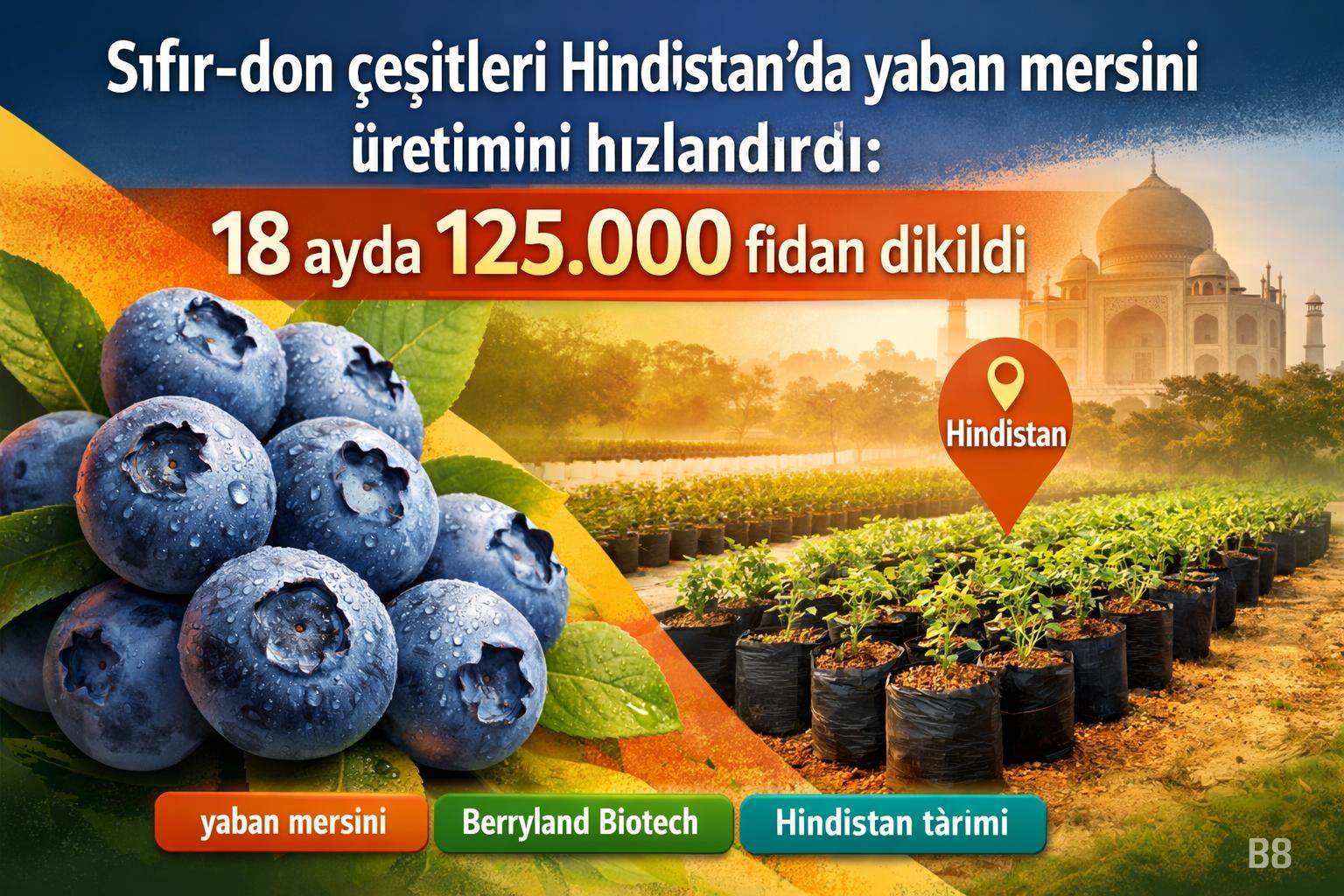 Sıfır-don çeşitleri Hindistan'da yaban mersini üretimini hızlandırdı: 18 ayda 125.000 fidan dikildi görseli