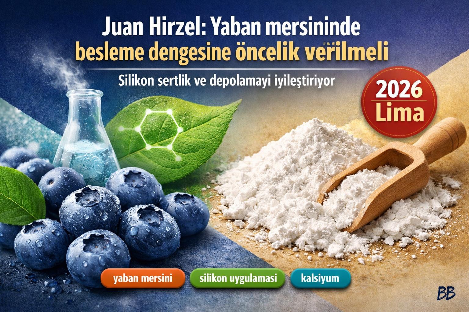Juan Hirzel: Yaban mersininde besleme dengesine öncelik verilmeli; silikon sertlik ve depolamayı iyileştiriyor görseli