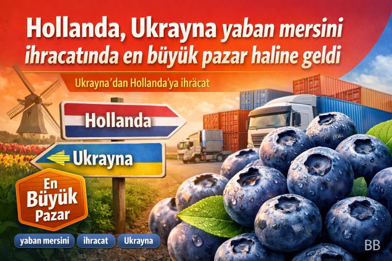 Hollanda, Ukrayna yaban mersini ihracatında en büyük pazar haline geldi görseli