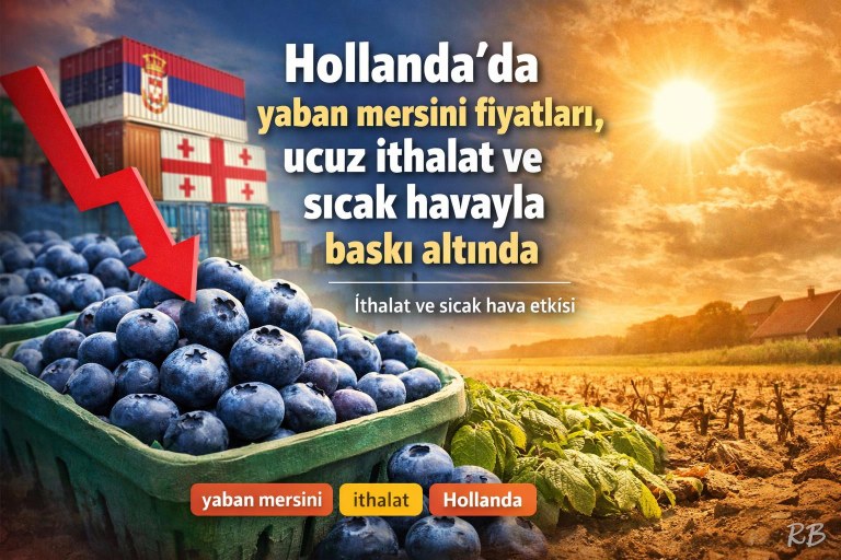 Hollanda'da yaban mersini fiyatları, ucuz ithalat ve sıcak havayla baskı altında görseli