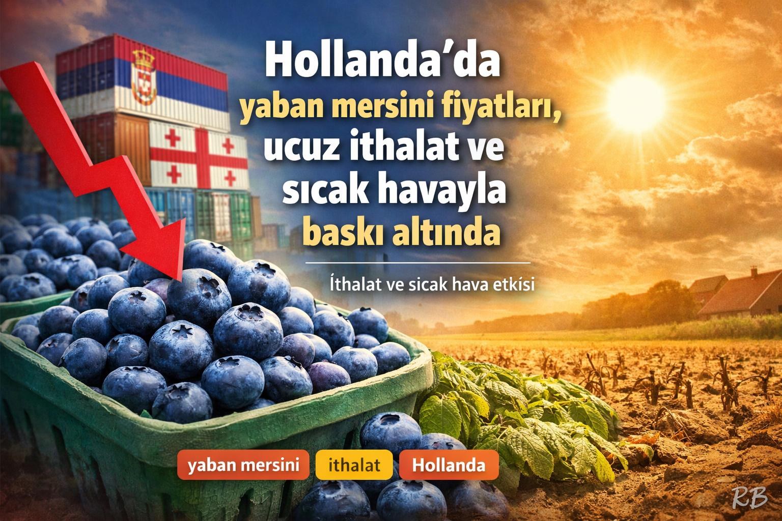 Hollanda'da yaban mersini fiyatları, ucuz ithalat ve sıcak havayla baskı altında gorseli
