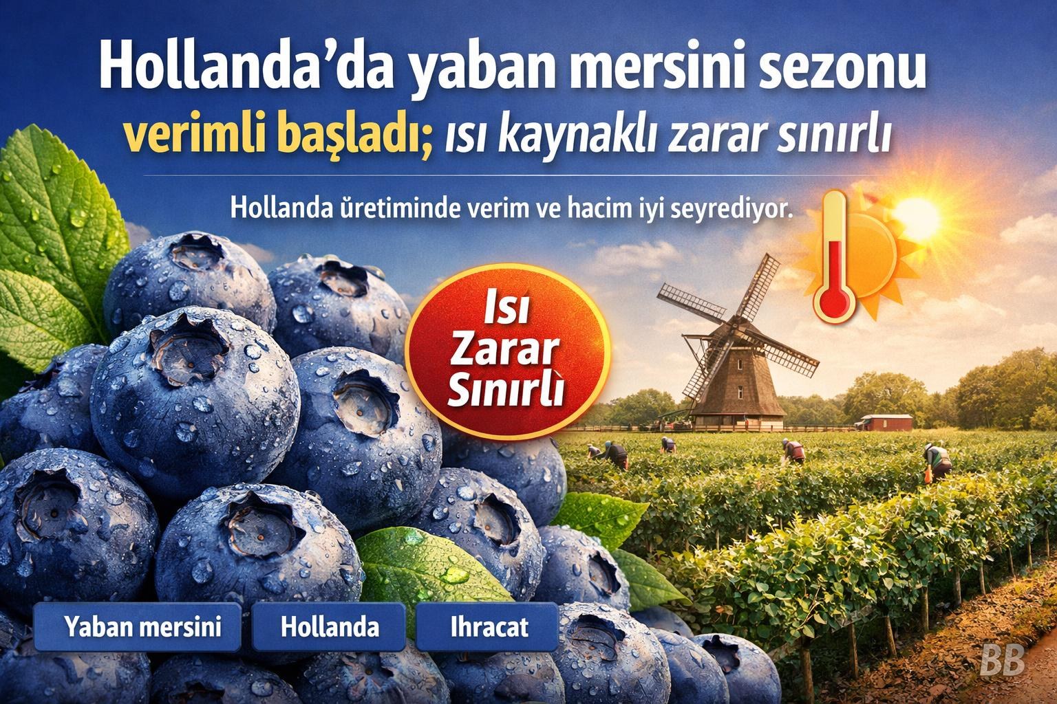 Hollanda'da yaban mersini sezonu verimli başladı; ısı kaynaklı zarar sınırlı gorseli