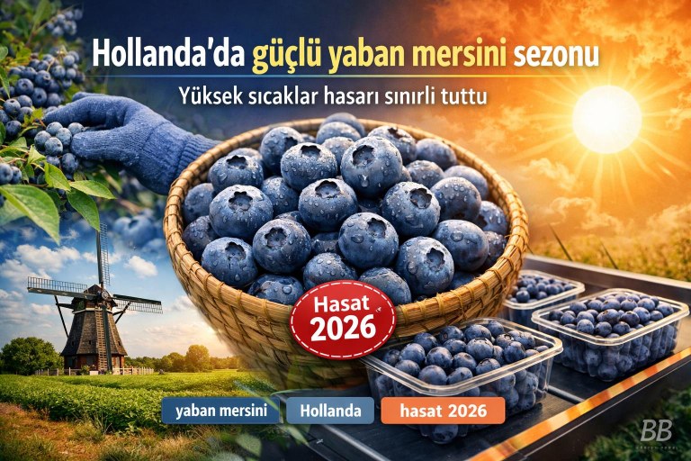 Hollanda'da güçlü yaban mersini sezonu; yüksek sıcaklar hasarı sınırlı tuttu görseli
