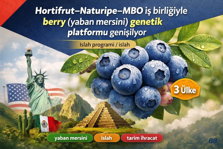 Hortifrut–Naturipe–MBO iş birliğiyle berry (yaban mersini) genetik platformu genişliyor görseli